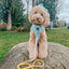 Dog Rope Leash - Lemon Drop