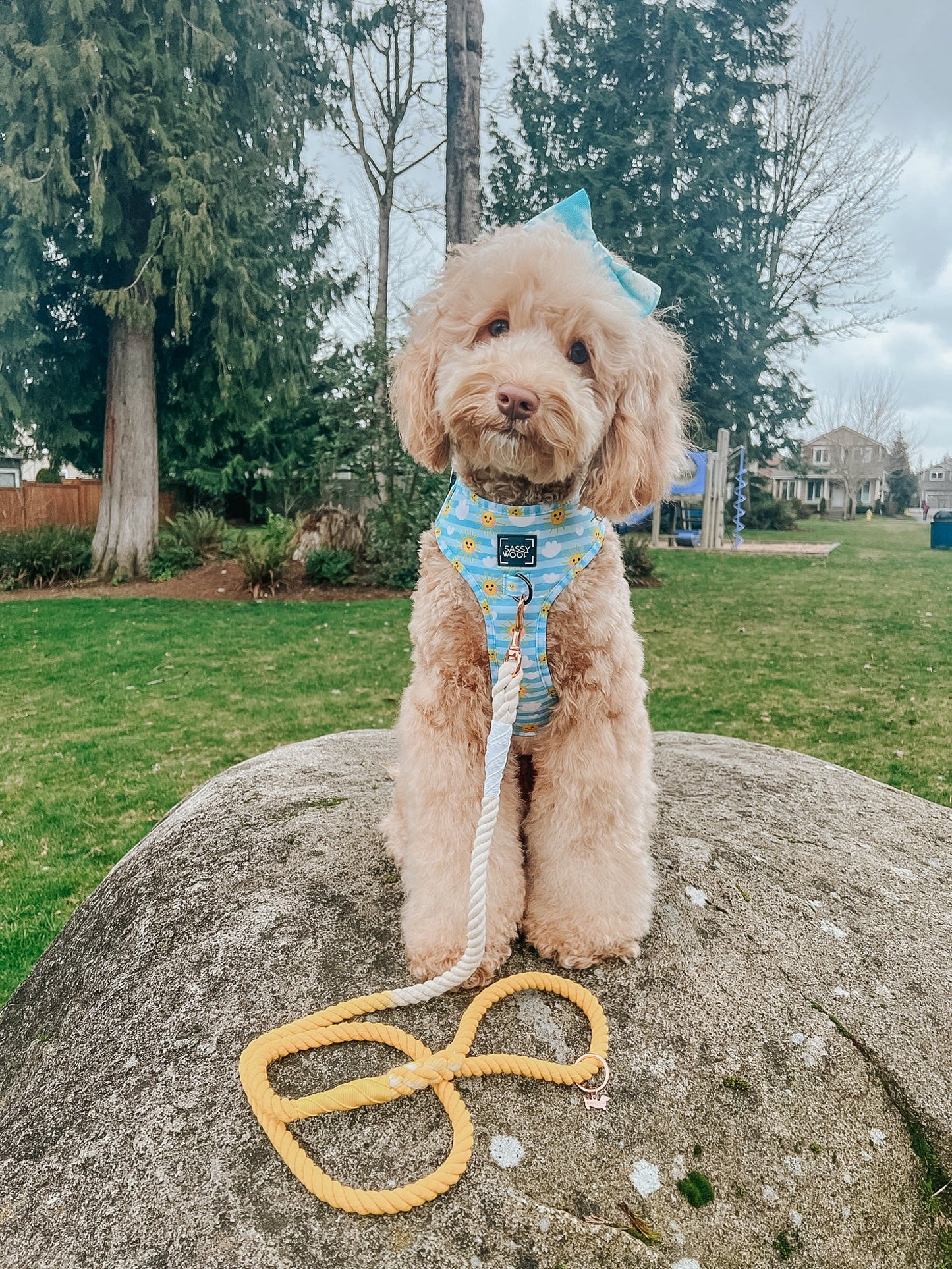 Dog Rope Leash - Lemon Drop