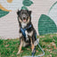 Dog Rope Leash - Oasis