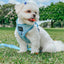 Dog Adjustable Harness - Blumond