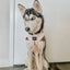 Dog Rope Leash - Pearly