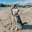 Dog Adjustable Harness - Pinot