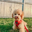Dog Adjustable Harness - Merlot