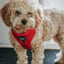 Dog Adjustable Harness - Merlot