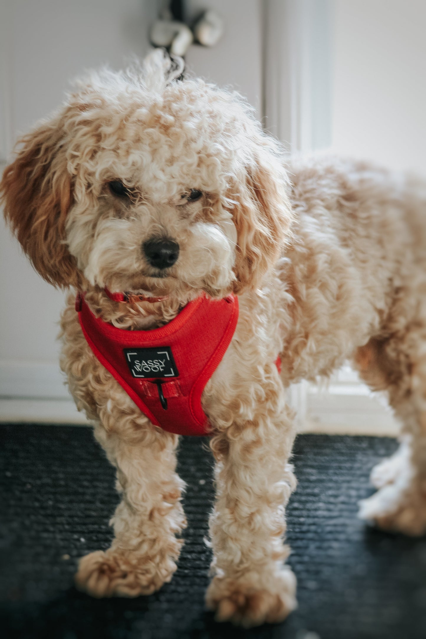 Dog Adjustable Harness - Merlot
