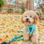 Dog Adjustable Harness - Neon Blue