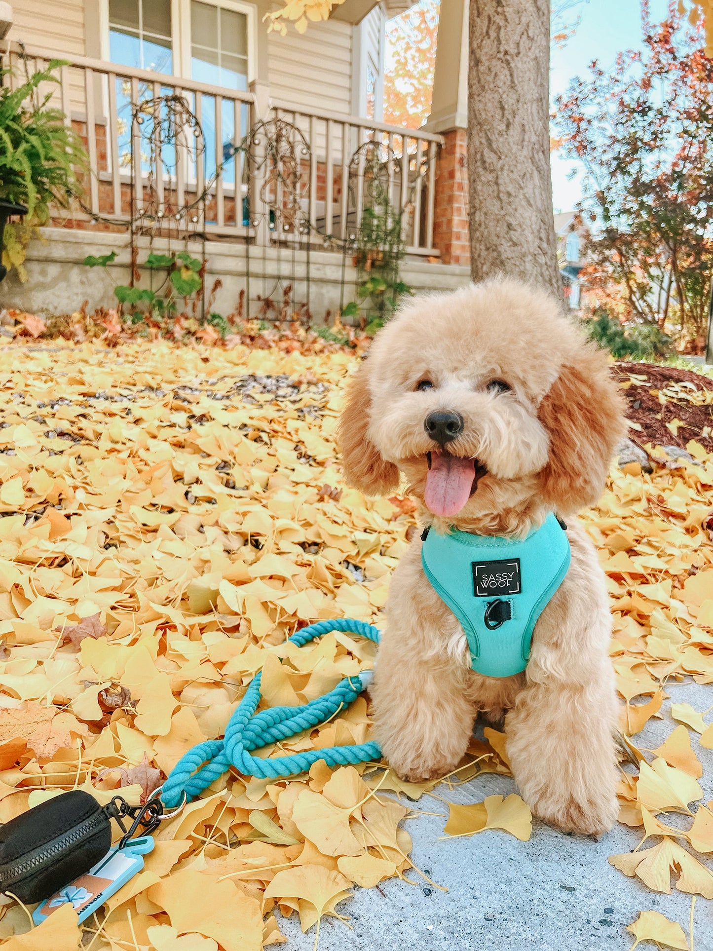Dog Adjustable Harness - Neon Blue