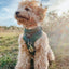 Dog Adjustable Harness - Forest
