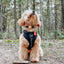 Dog Adjustable Harness - Baby Got Black