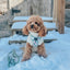 Dog Rope Leash - Dandy