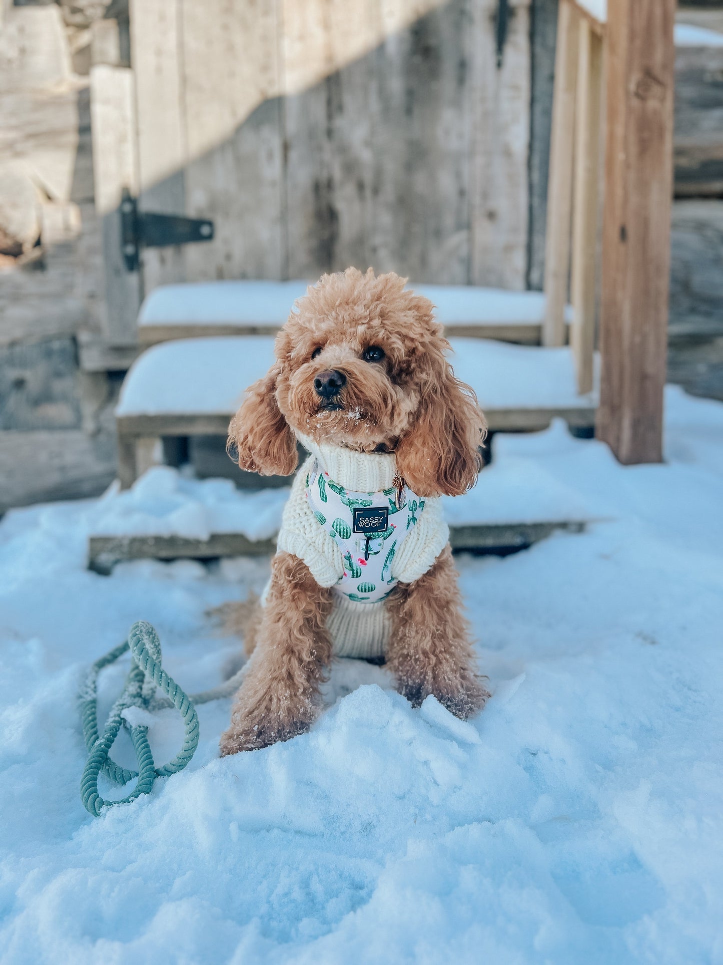 Dog Rope Leash - Dandy