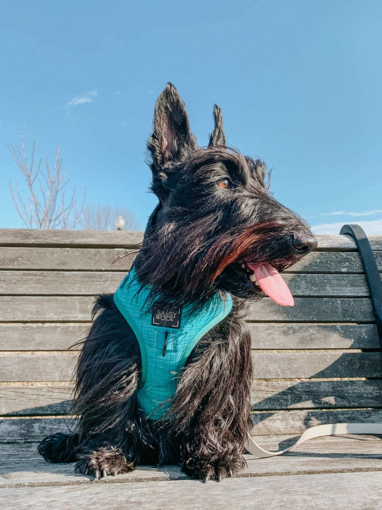 Dog Adjustable Harness - Napa