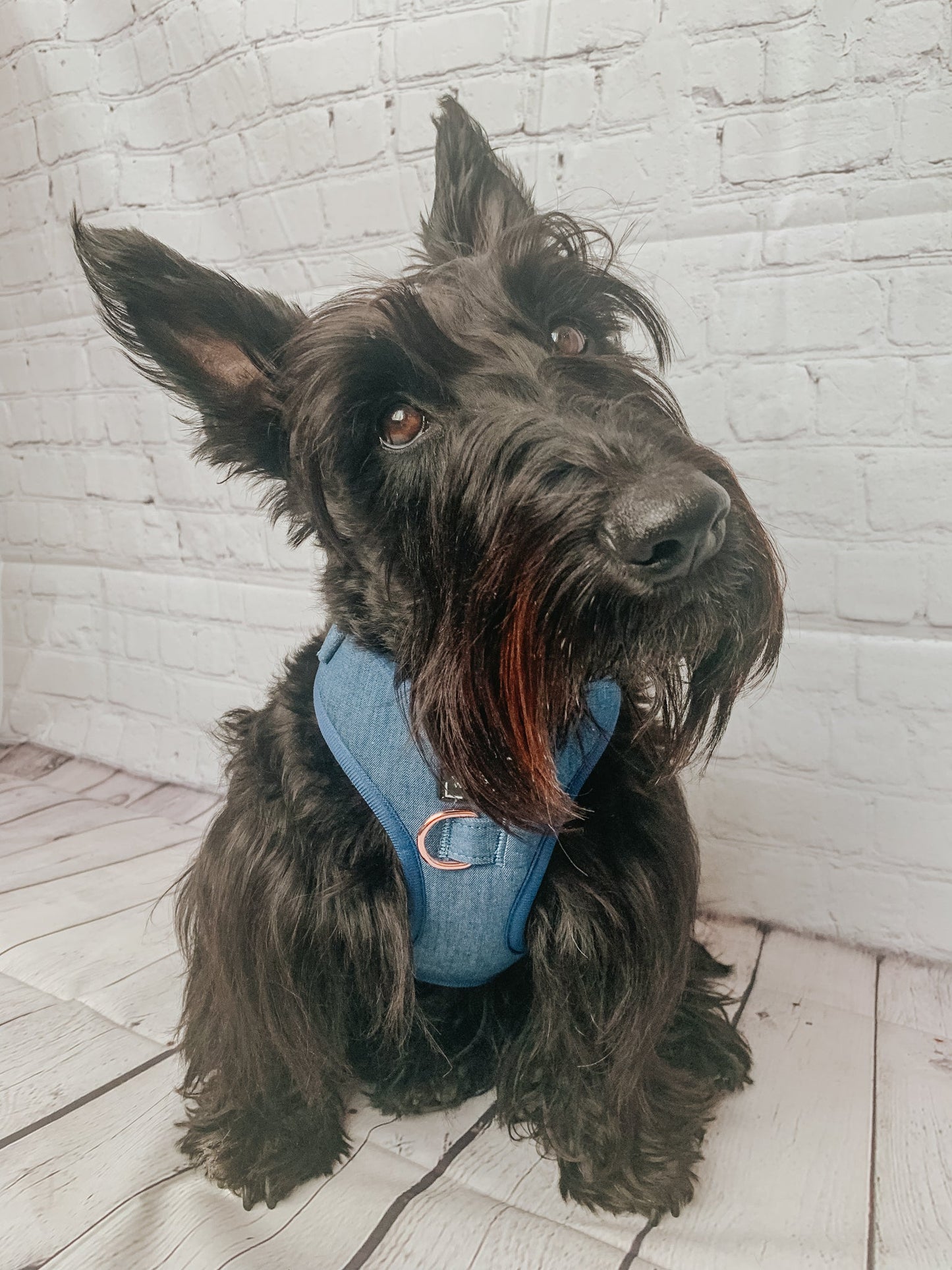 Dog Adjustable Harness - Denim