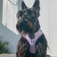 Dog Adjustable Harness - Aurora