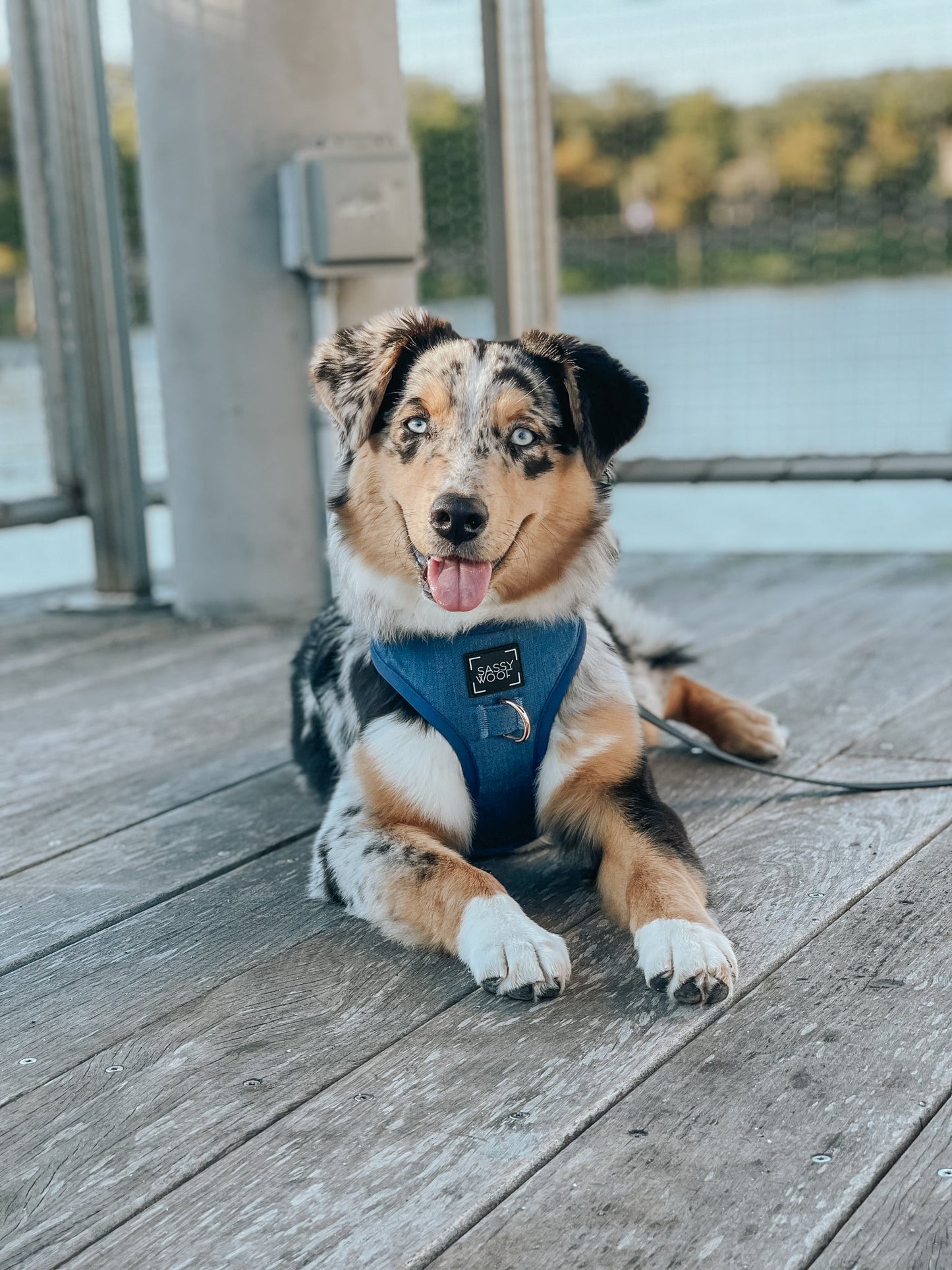 Dog Adjustable Harness - Denim