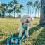 Dog Adjustable Harness - Neon Blue
