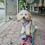 Dog Rope Leash - Madeline