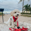 Dog Leash - Merlot