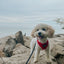 Dog Adjustable Harness - Merlot