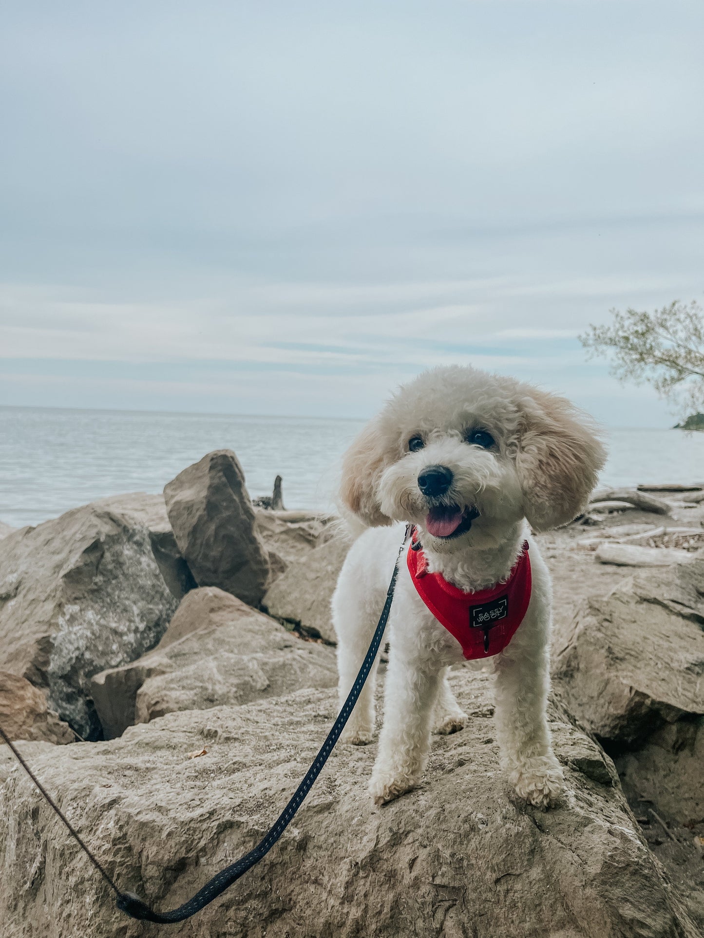 Dog Adjustable Harness - Merlot