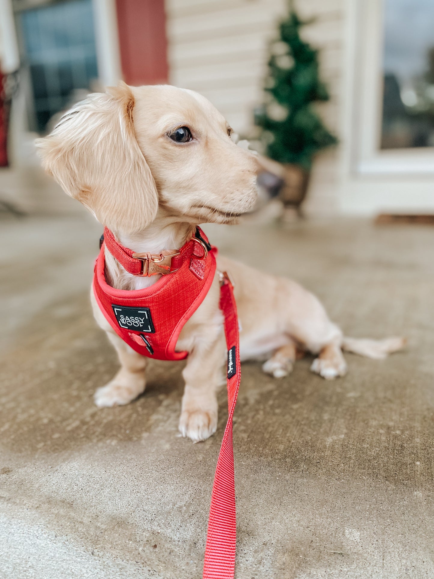 Dog Adjustable Harness - Merlot