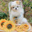 Dog Rope Leash - Lemon Drop