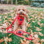 Dog Leash - Merlot