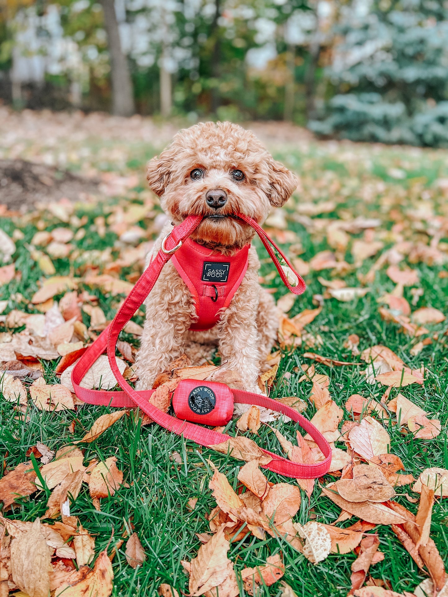 Dog Leash - Merlot