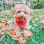 Dog Adjustable Harness - Merlot