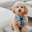 Collar Tag - Mama's Boy