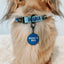 Collar Tag - Mama's Boy