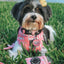 Collar Tag - Mama's Girl