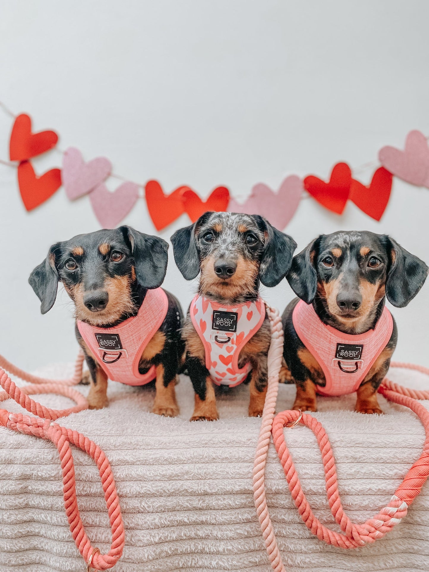Dog Reversible Harness - Dolce Rose
