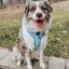 Dog Adjustable Harness - Blumond