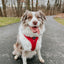 Dog Adjustable Harness - Merlot