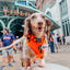 Dog Adjustable Harness - Neon Orange