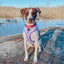 Dog Adjustable Harness - Aurora