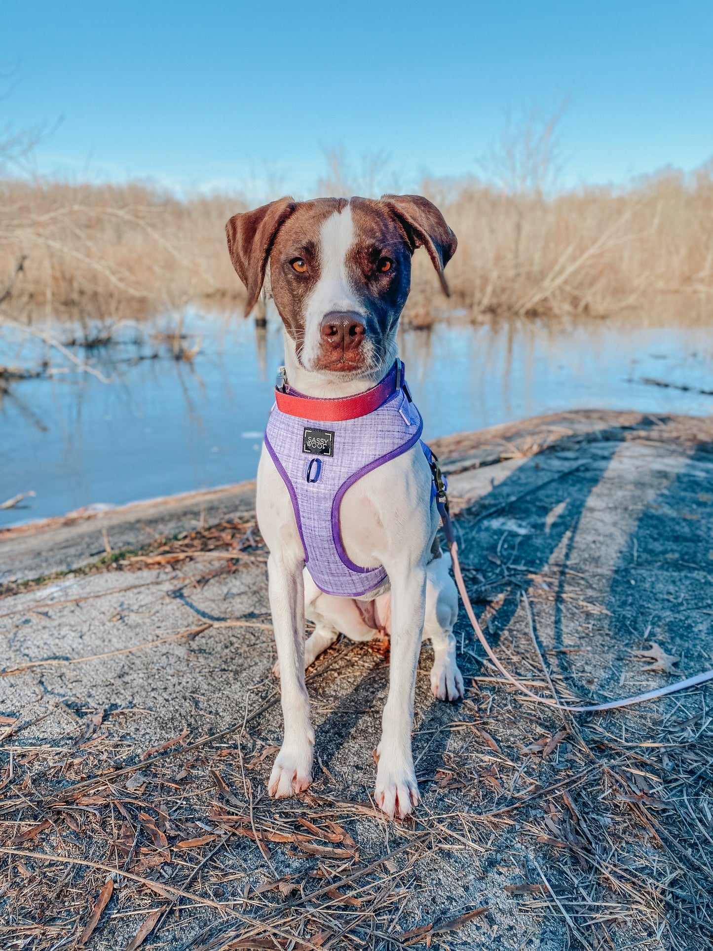 Dog Adjustable Harness - Aurora