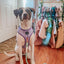 Dog Adjustable Harness - Aurora
