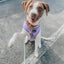 Dog Adjustable Harness - Aurora