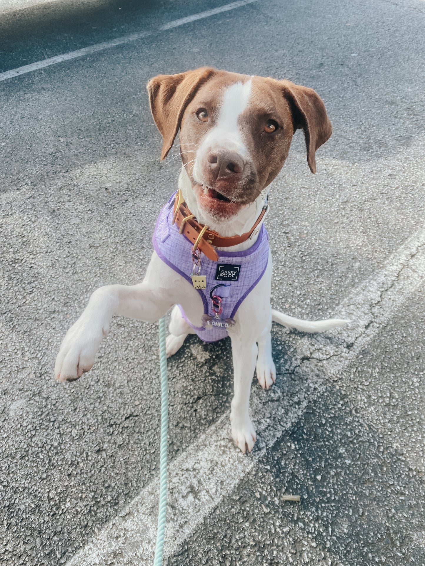 Dog Adjustable Harness - Aurora
