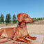 Dog Collar - Merlot