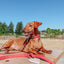 Dog Leash - Merlot