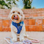 Dog Adjustable Harness - Denim
