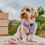 Dog Adjustable Harness - Aurora