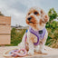 Dog Rope Leash - Caroline