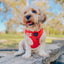 Dog Adjustable Harness - Merlot