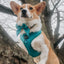 Dog Adjustable Harness - Napa