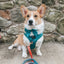 Dog Rope Leash - Jack & Jill