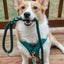 Dog Rope Leash - Hunter
